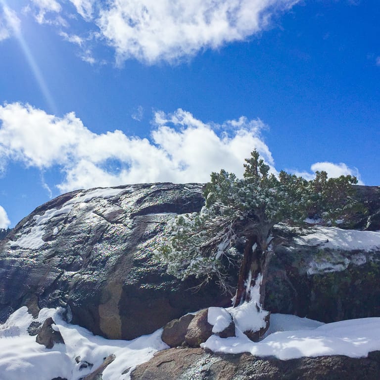 Sierra juniper on a rock