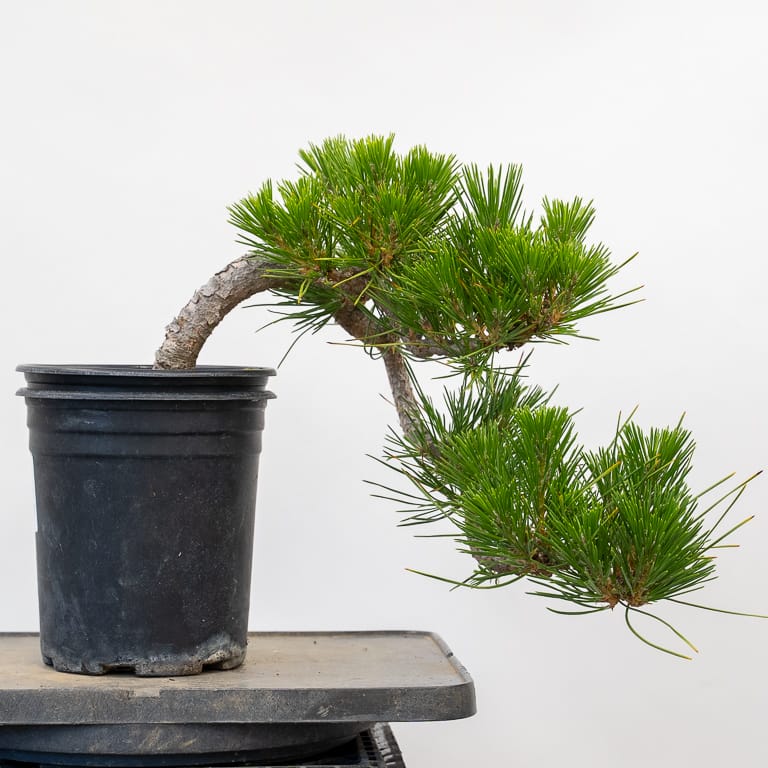 Decandled pine