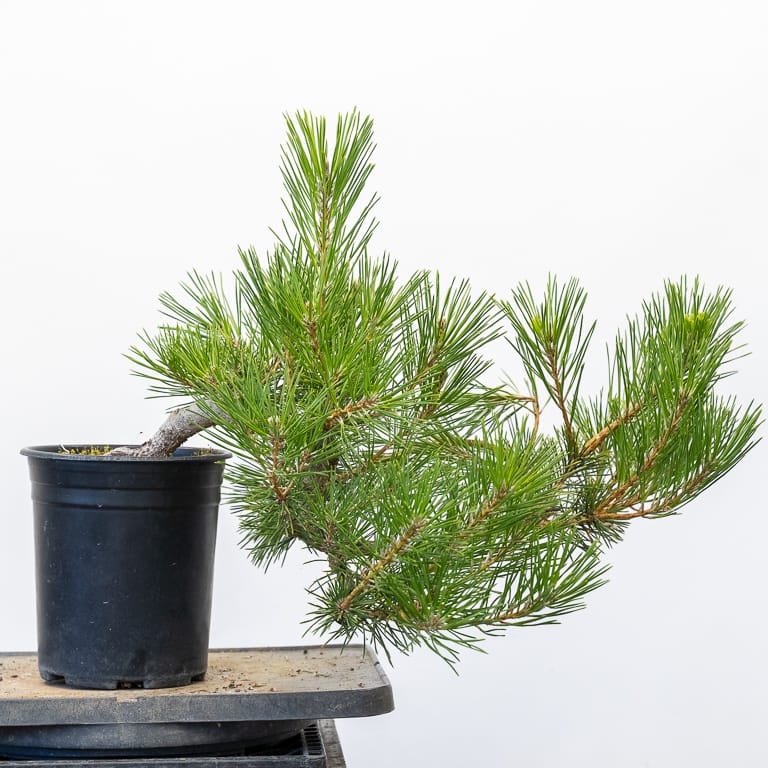Cascade black pine