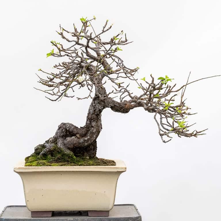 Japanese plum bonsai