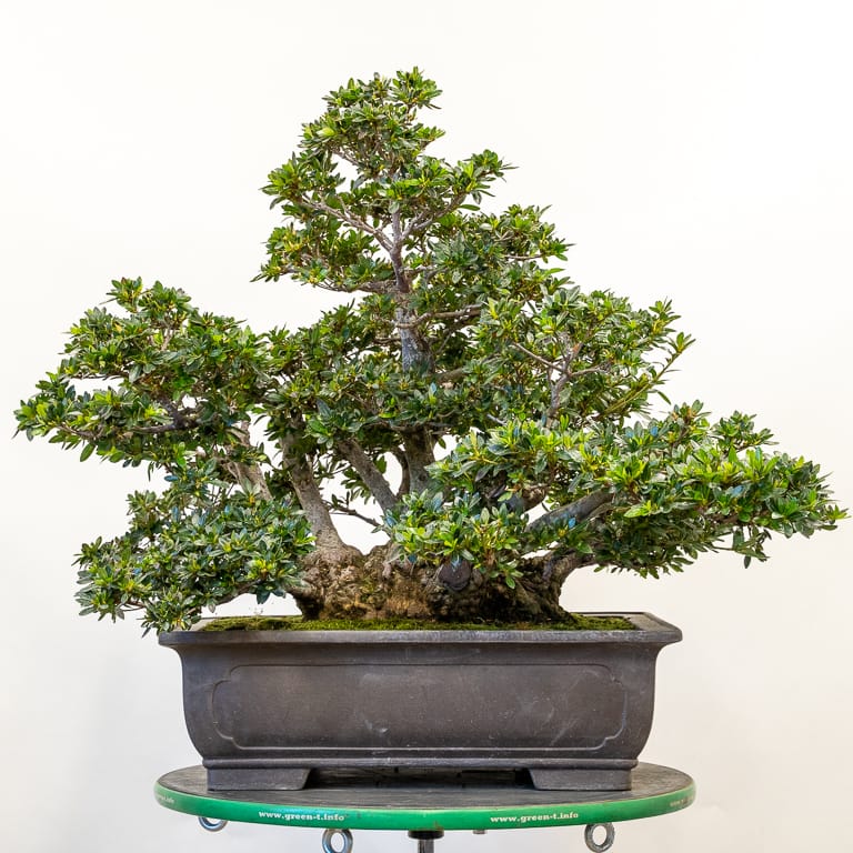 Satsuki bonsai