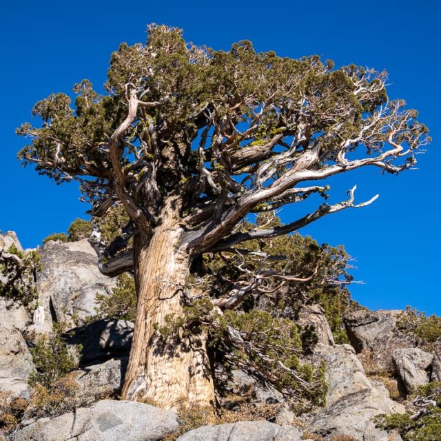 Visiting ancient Sierra junipers - Bonsai Tonight