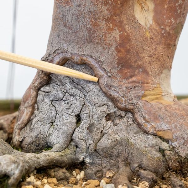 Options for addressing dieback low on the trunk - Bonsai Tonight