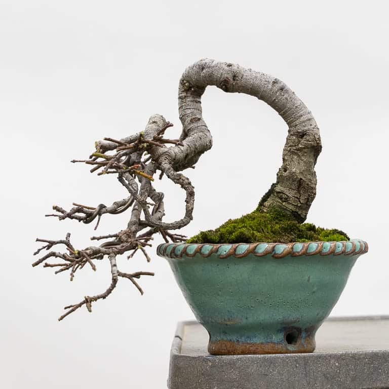 Dwarf pussy willow bonsai