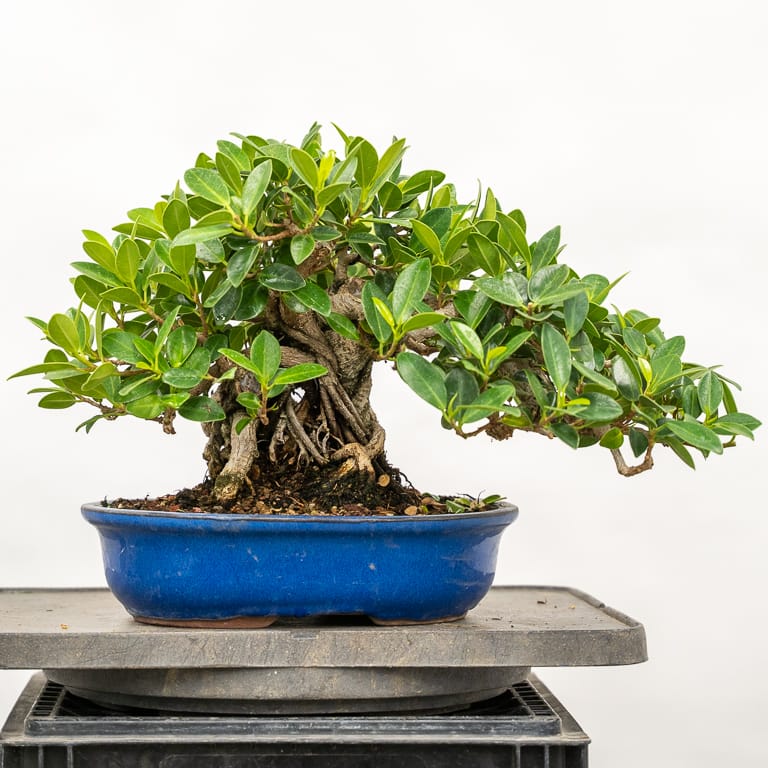 What kind of soil should I use for my bonsai? - Bonsai Tonight