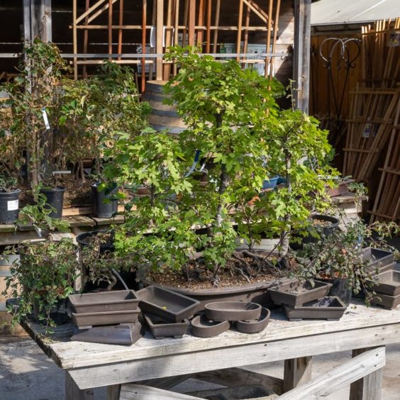 Review Bonsai Heresy by Michael Hagedorn Bonsai Tonight