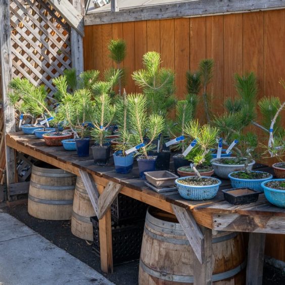 Review Bonsai Heresy by Michael Hagedorn Bonsai Tonight