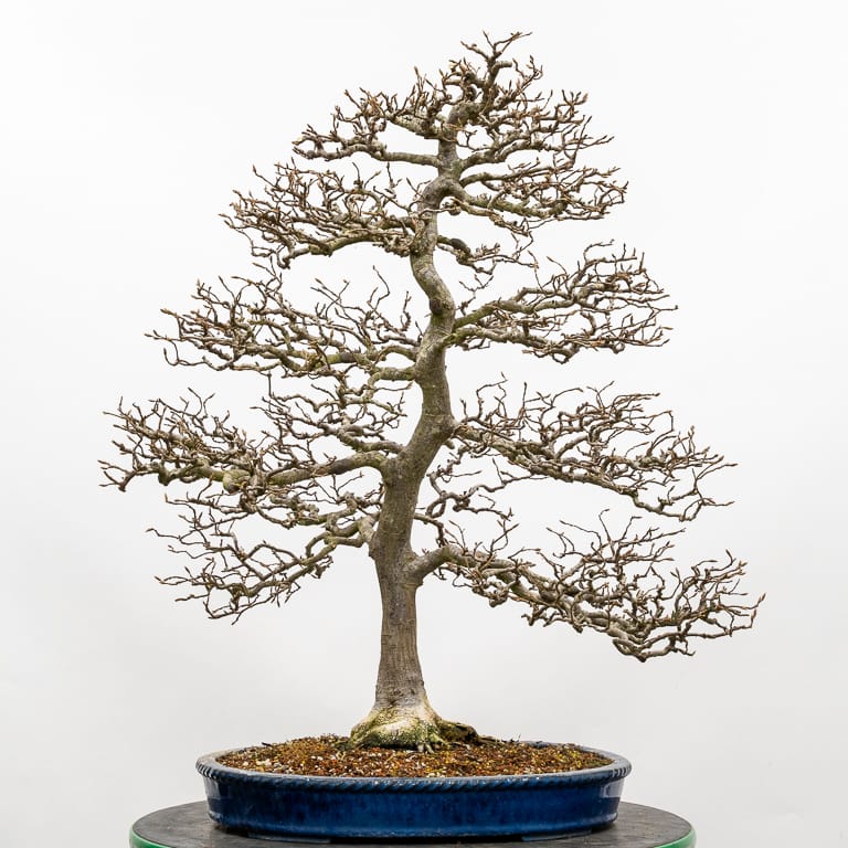 hornbeam bonsai