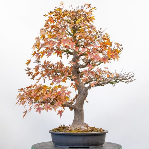 Fall cutback on Japanese maple - Bonsai Tonight