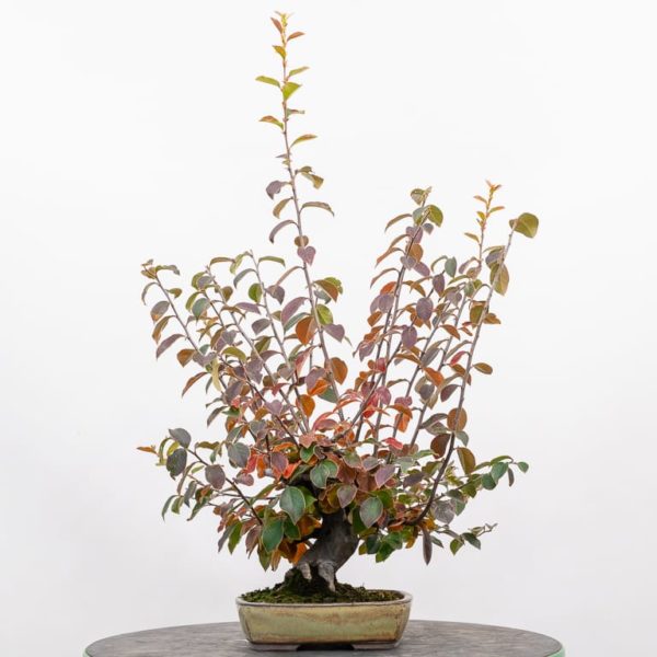 Big branches and little branches on Chinese quince Bonsai Tonight