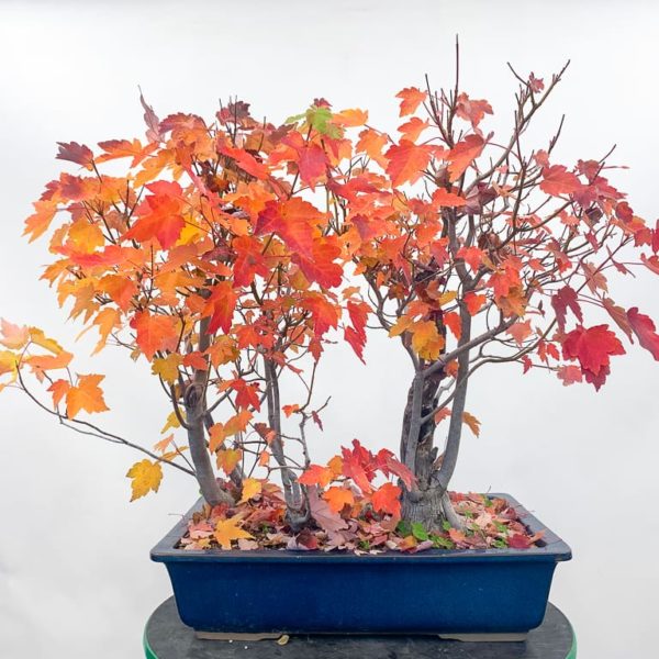 Three reasons to start growing red maples Bonsai Tonight