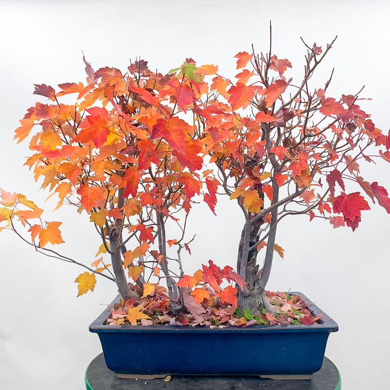 5 RED MAPLE Live Tree Acer Rubrum USA Bright Red Fall Color Wisconsin to Florida 