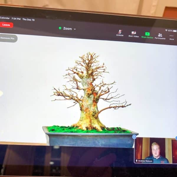 How to host a virtual bonsai presentation Bonsai Tonight