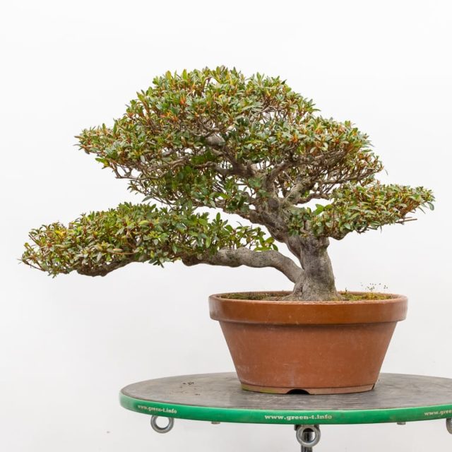 Repotting satsuki azalea Bonsai Tonight