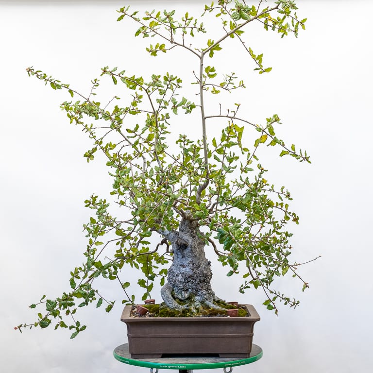 Coast live oak in an unglazed bonsai pot