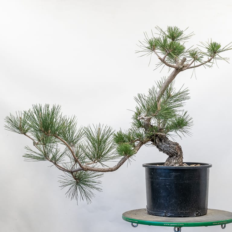 Field-grown Japanese black pine