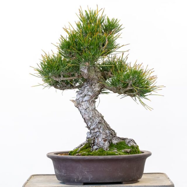 Branch refinement - controlling vigor with decandling - Bonsai Tonight