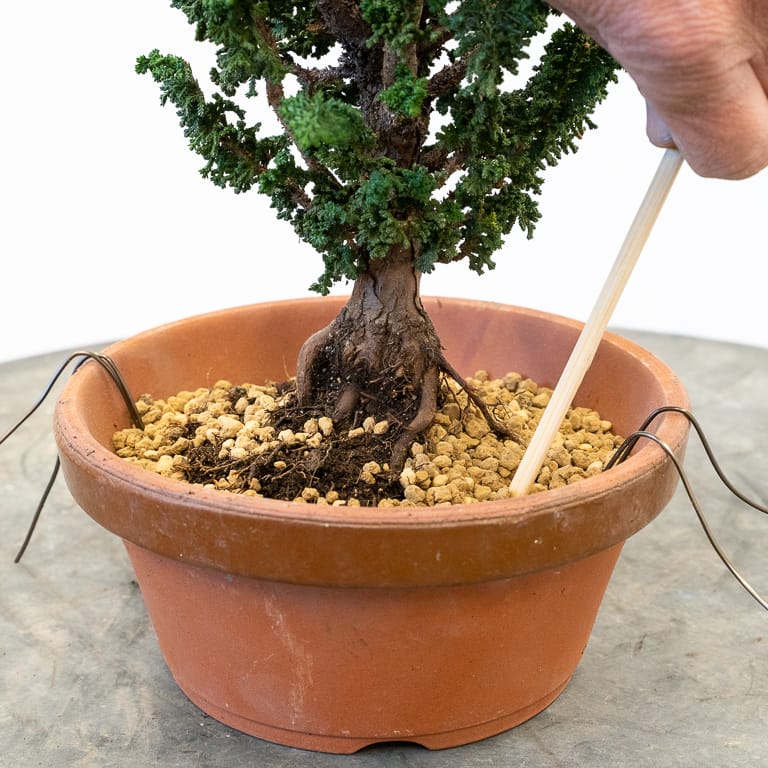 Adding soil before securing the tree in the pot