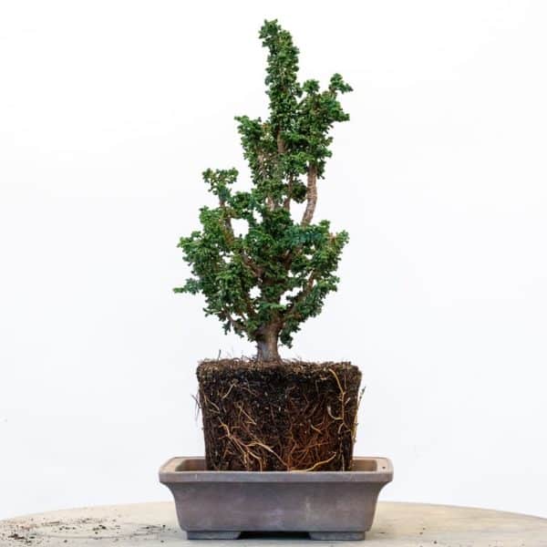 Repotting nursery stock sekka hinoki Bonsai Tonight