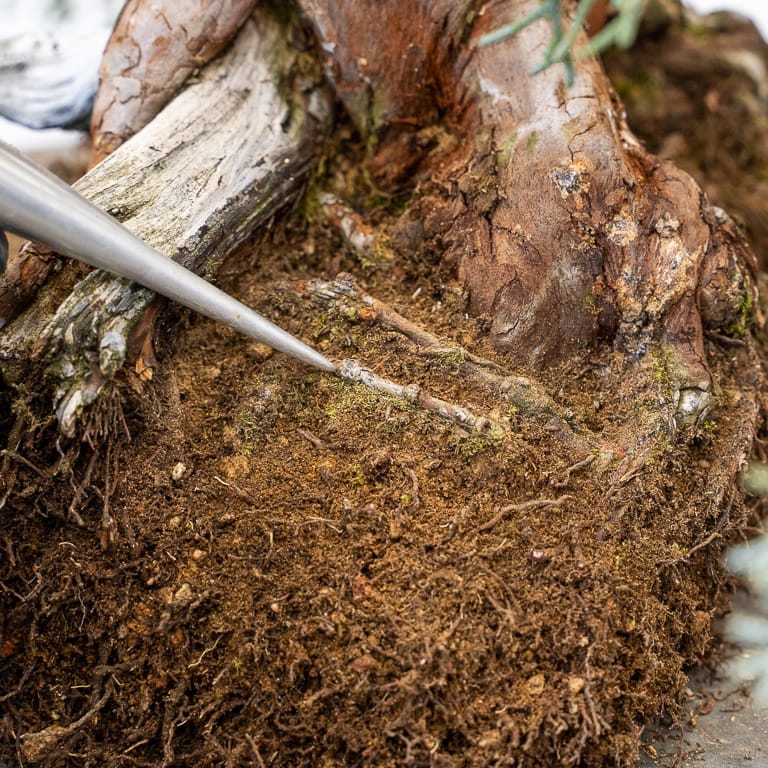 Two surface roots to be removed