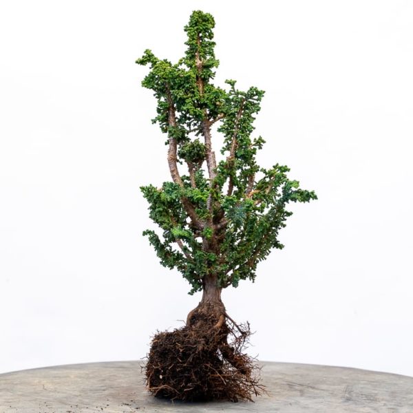 Repotting nursery stock sekka hinoki Bonsai Tonight