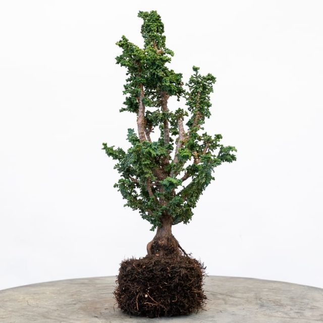 Repotting nursery stock sekka hinoki Bonsai Tonight