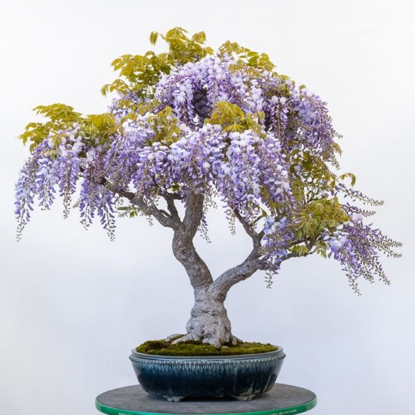 Developing branches on Chinese wisteria - Bonsai Tonight