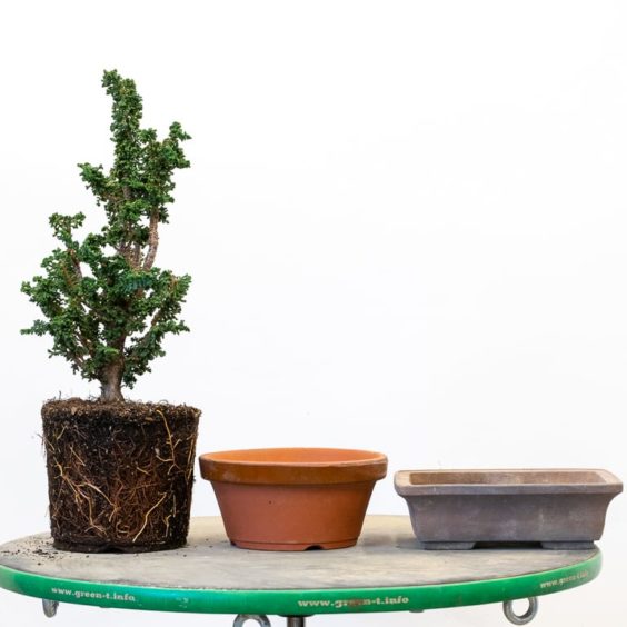 Repotting nursery stock sekka hinoki Bonsai Tonight