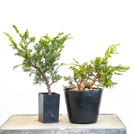 Bonsai Development Series #23: Wiring young juniper trunks - Bonsai Tonight