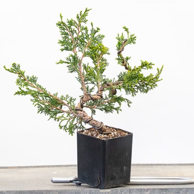 Bonsai Development Series 24 Twisting young junipers Bonsai Tonight