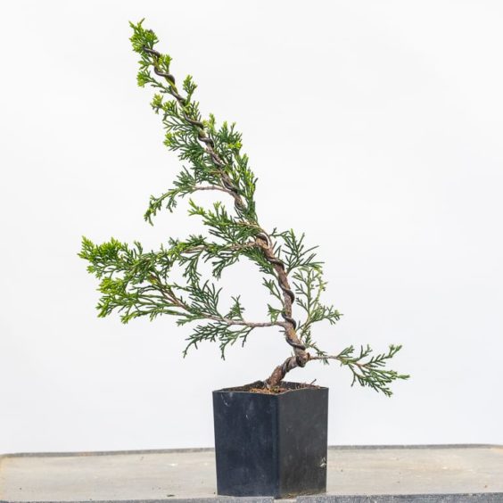 Bonsai Development Series 24 Twisting young junipers Bonsai Tonight