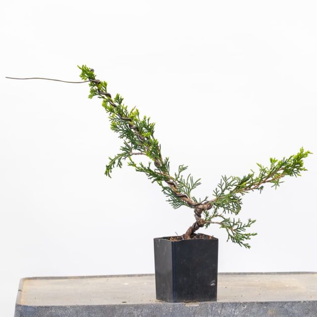 Bonsai Development Series 24 Twisting young junipers Bonsai Tonight