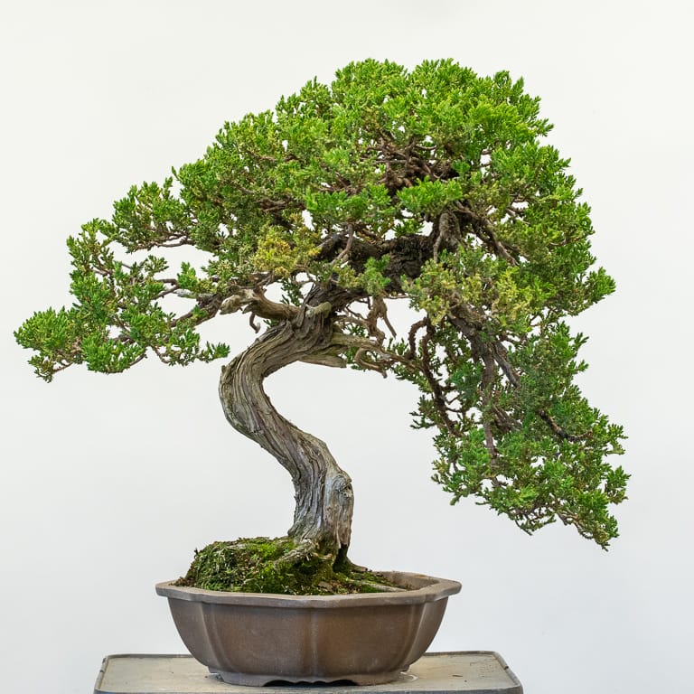 Sales Trees - Bonsai Tonight