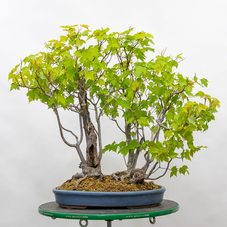 Red maple bonsai