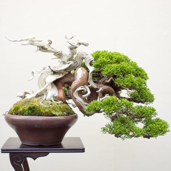 Bonsai Development Series #24: Twisting young junipers - Bonsai Tonight