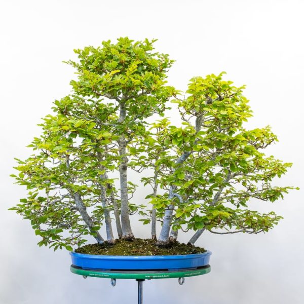 Thinning a European beech grove Bonsai Tonight