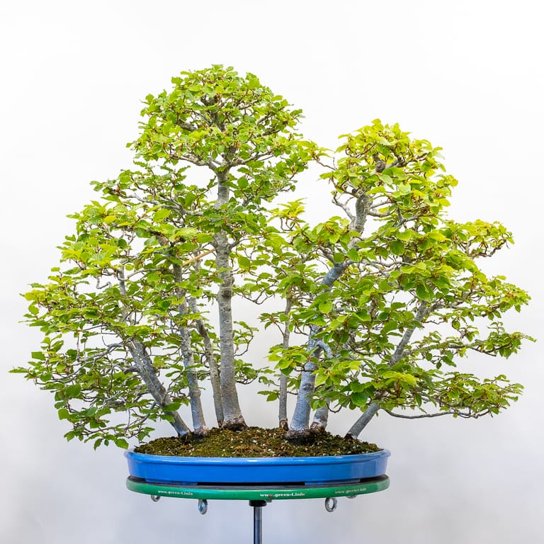European beech bonsai
