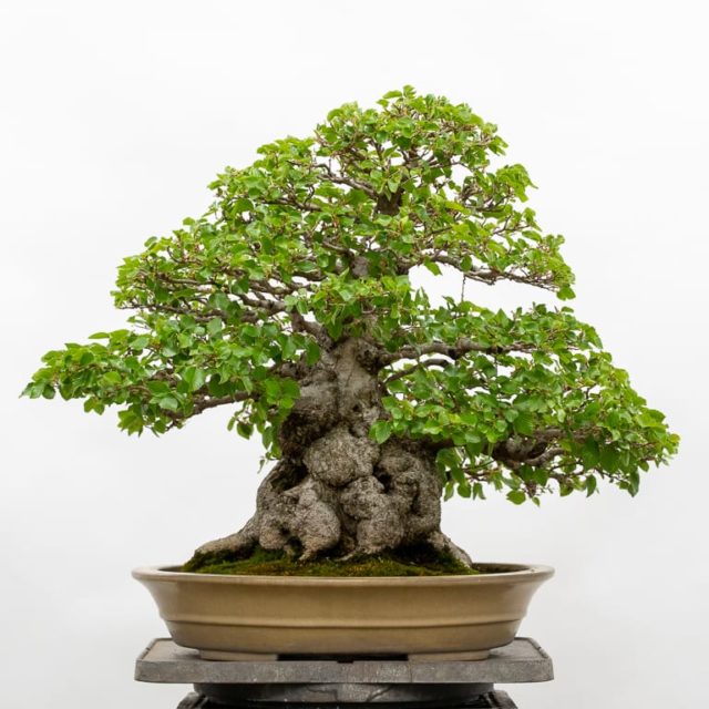 Spring cutback on Korean hornbeam - Bonsai Tonight