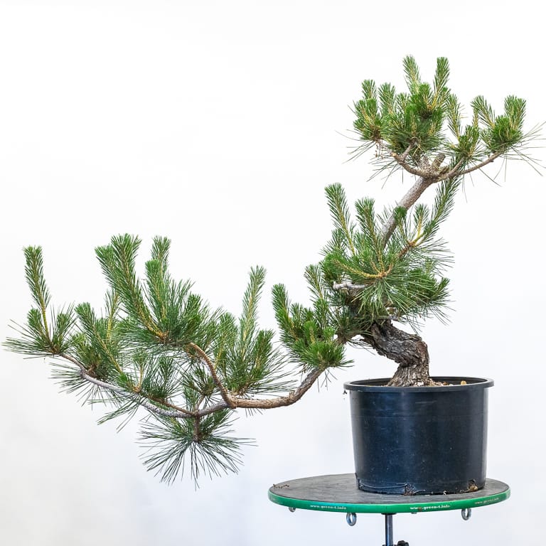 Field-grown black pine