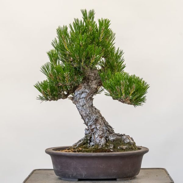 Sales Trees - Bonsai Tonight