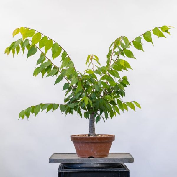 Searching for the front of a broom-style zelkova - Bonsai Tonight