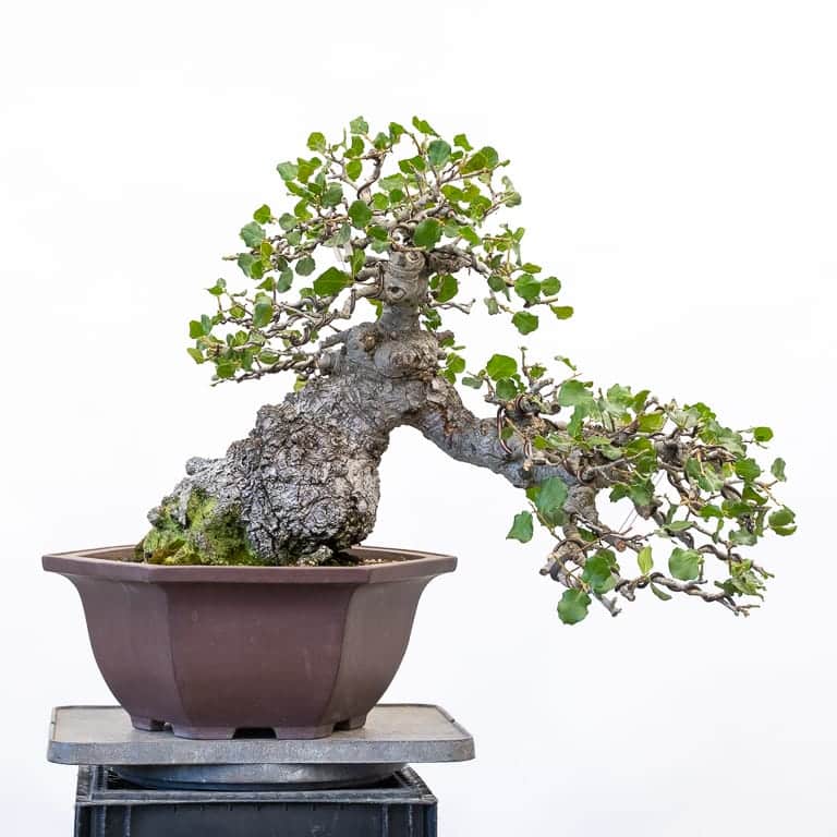 Coast live oak bonsai