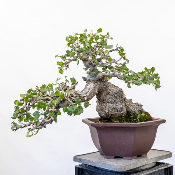 Rehabilitating a coast live oak - part 2 - Bonsai Tonight