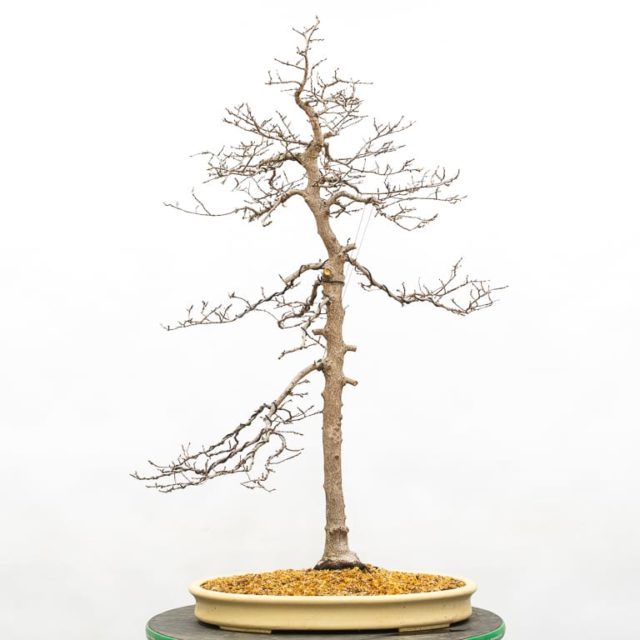 Refining a slender Korean hornbeam - Bonsai Tonight