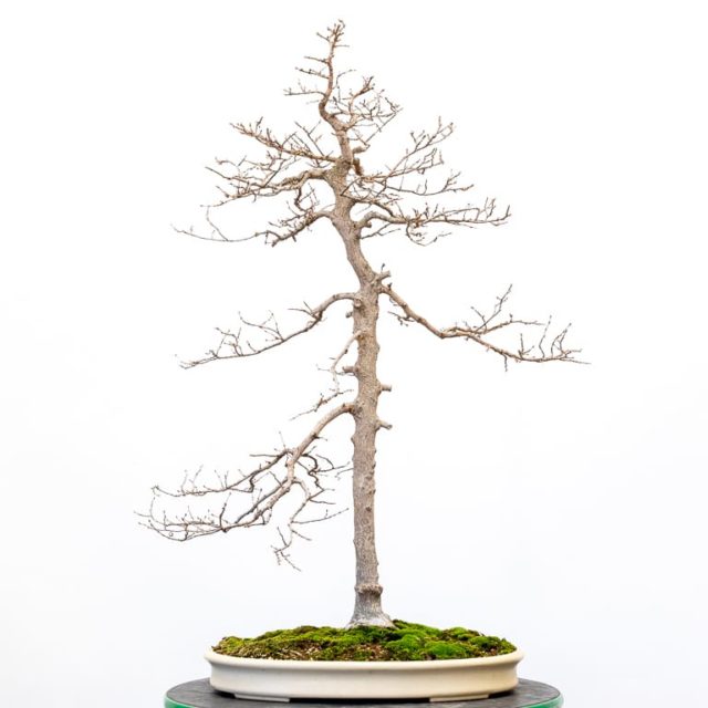 Refining a slender Korean hornbeam - Bonsai Tonight