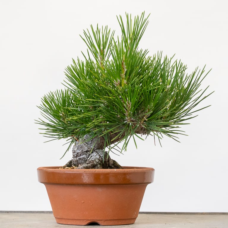 Mini pine