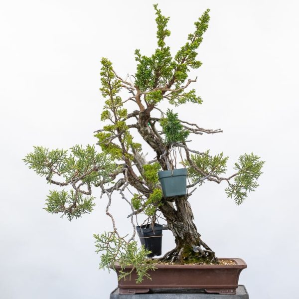 Committing to an approach graft separating the roots Bonsai Tonight