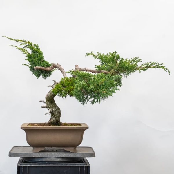 Developing a grafted juniper - Bonsai Tonight