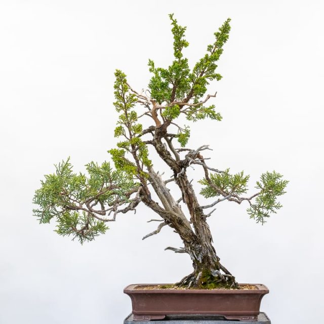 Committing to an approach graft - separating the roots - Bonsai Tonight