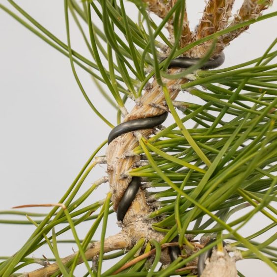 Tips for late summer Bonsai Tonight